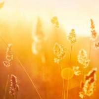 Tavin  Nakodem  Thompson Obituary, Phoenix, AZ