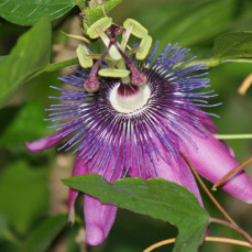 - Wilma Watkins Barnhart