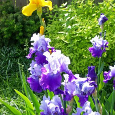 - Grandon Funeral and Cremation Care