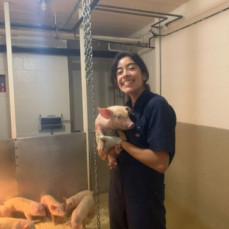 This is one picture taken in October 2021 when Vivian helped Dr. Zhang's group with a pig study - Jianqiang Zhang