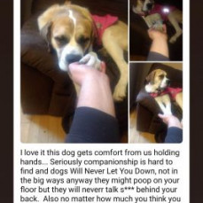 The Dogs all loved Shaun ❤️❤️ - Shannon Reichard (mom)