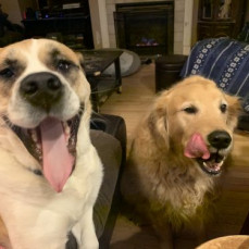 The Dogs all loved Shaun ❤️❤️ - Shannon Reichard (mom)
