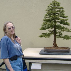 Sandy loved the Weyerhauser Bonsai Garden - aLEX
