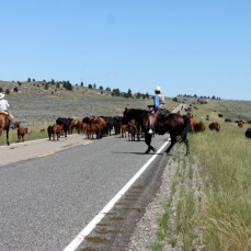 Brian at the ranch moving cows. - Patricia Blaquiere